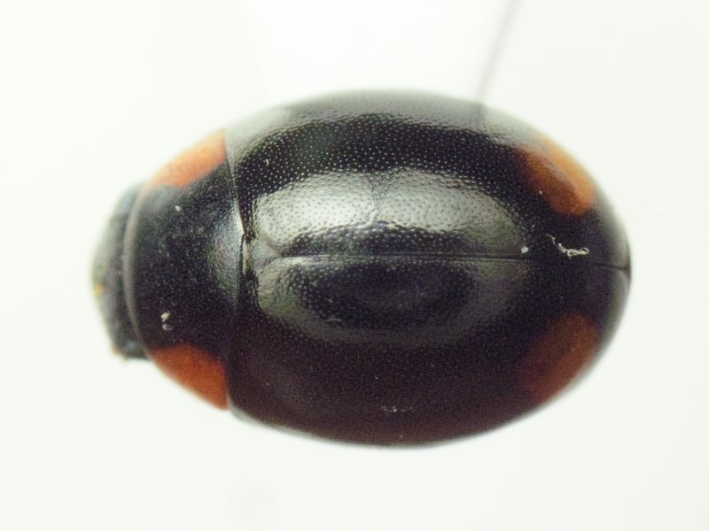 Hyperaspis reppensis (Herbst, 1783)